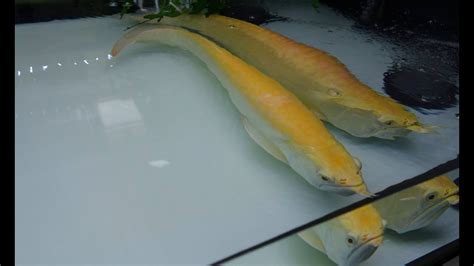 白子銀帶飼養|[ Albino Silver Arowana ] 白子銀帶 白子银带